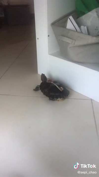 Pol Pol turtle