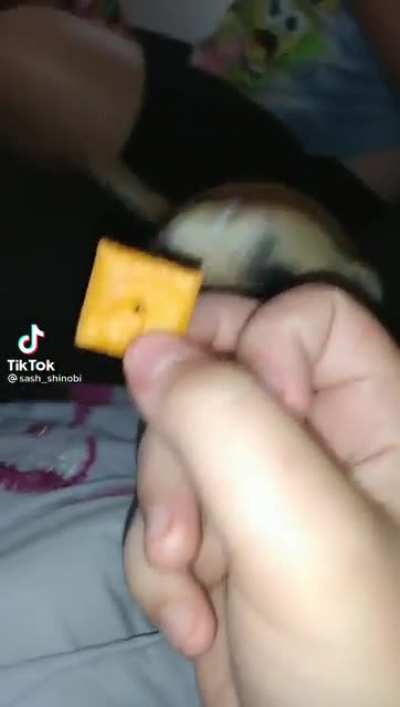 The cheezeit war