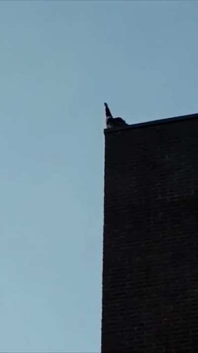 He is shouting from the rooftops
