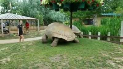Giant tortoises native to the Seychelles Islands, off the northern coast of Madagascar.