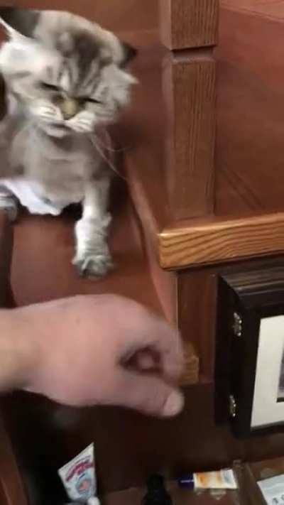 I know it's not a perfectly cut scream..