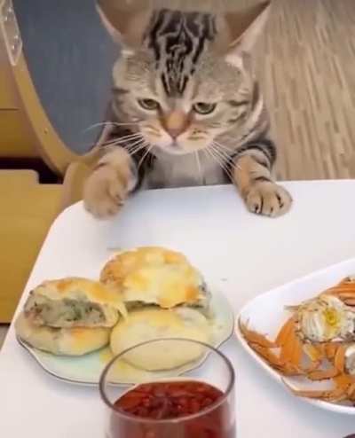 Crazy cat 😅