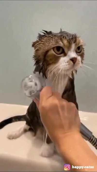 The cat is planning....