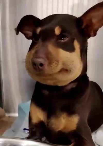 Jowly McCheekerton