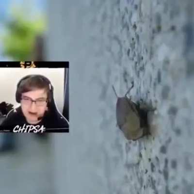 Insect