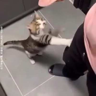 Not exactly a scream