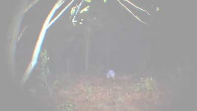 Okay, ugh, so I'm super nervous posting this, but here goes. My friend and I are making a bodycam style horror game inspired by P.T. where you're lost in a hyper realistic forest and must find your dog, Teddy.