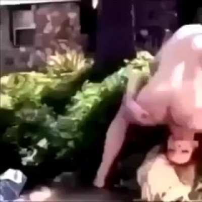 Bah bah