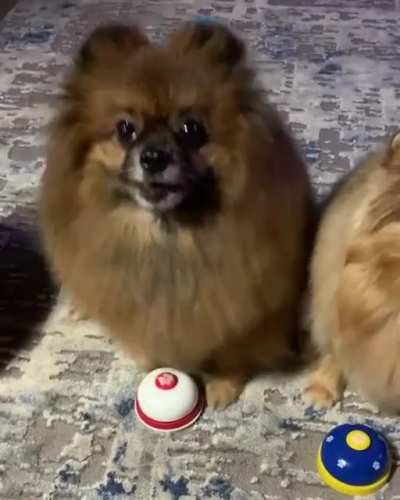 There are two kinds of dogs