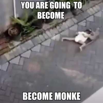 You are going to the jungle