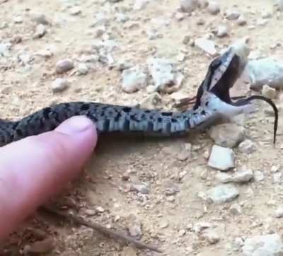 Snek attack