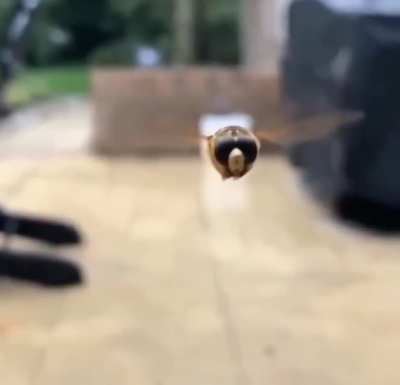 Hey Look...a Hornet...
