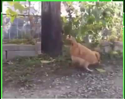 Cat catching a mouse
