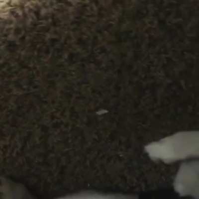 It’s actually scarier to NOT find him under my bed...