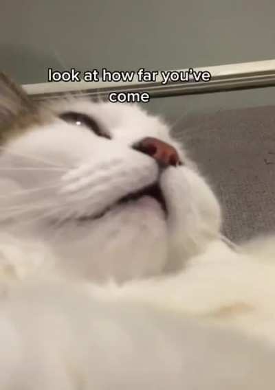 purrfect moment to share you this
