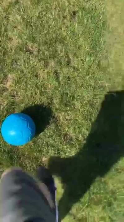 Today my dog accidentally became a soccer star, to the surprise of himself and us