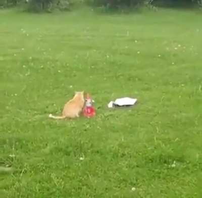 Kid saves cat from science experiment
