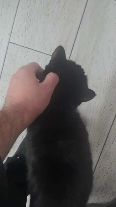 Reeses: The most cuddly girl in the world