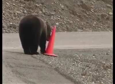 🇨🇦 Bear helping make the world a bit better