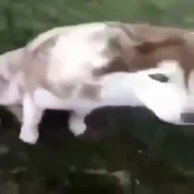 Que lindo perrito