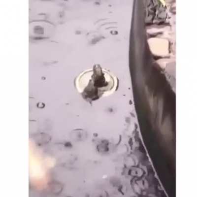 The froggy version of the titanic door scene
