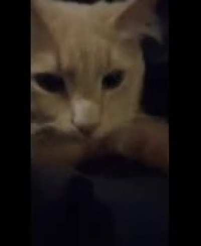 My girlfriends cat is an A**hole
