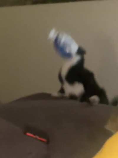 Popcorn Cat