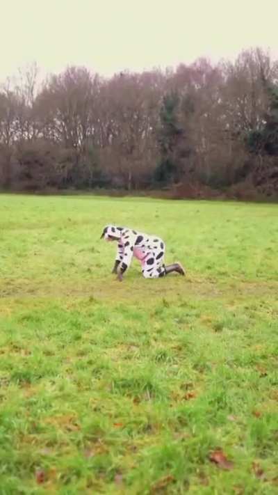 Holy 🐄 🐮