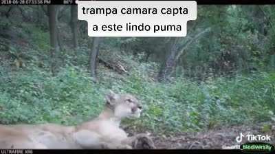 Camera trap caught this cute puma (Sound on)