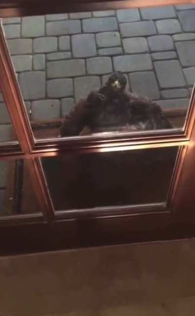 I Think He Might Want to Come Inside