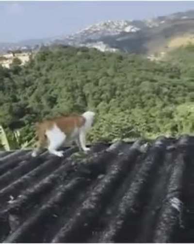 A fight that didn't end well