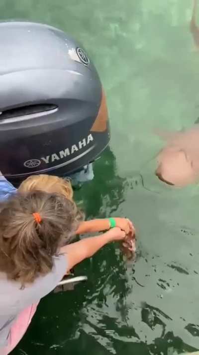 Developing a fear of sharks