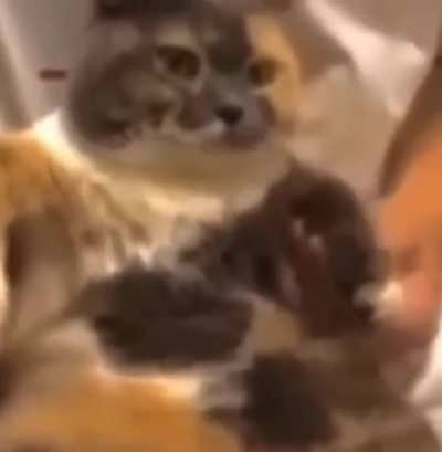No shot it’s another cat video