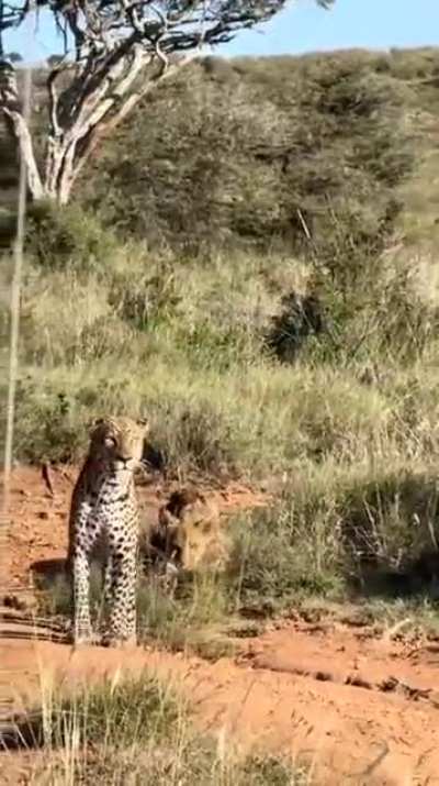 5-7 month old lion cub stands up against a male leopard that tries to eliminate future competition, fate of the cub is unknown
