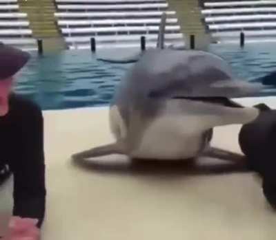 Dolphin kiss 😘