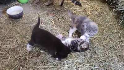 Bunch of kittens!!