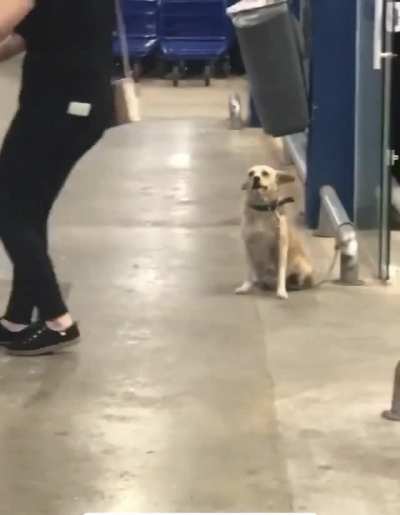 This dog waves goodbye to people leaving the store