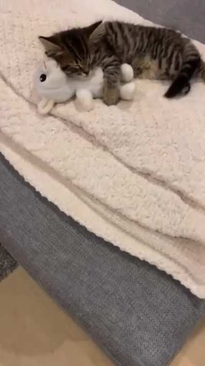 cute and funny cat