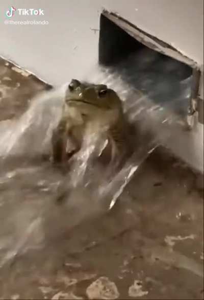 Splish Splash