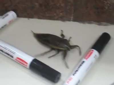 Any body got a female bug fer ma boi?