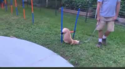 almost doggie