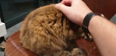 Playful cat?