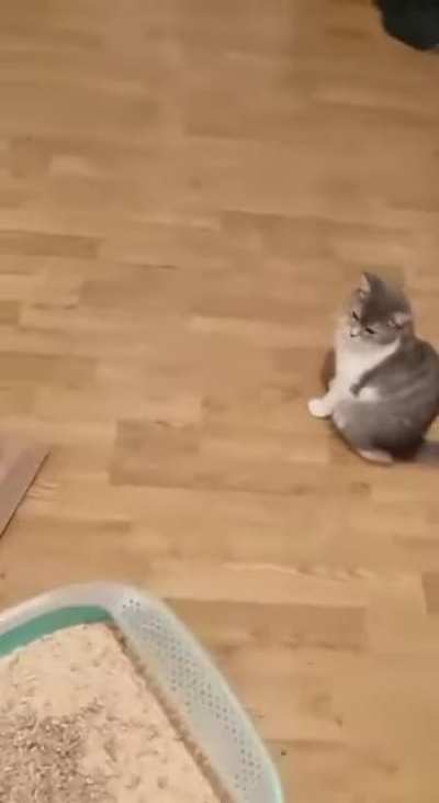 Crazy Russian cat lady