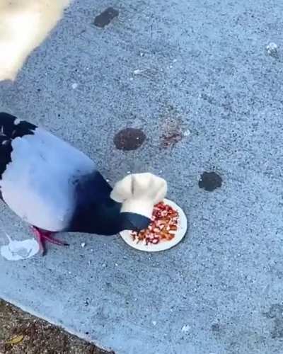 Ever seen a bird make a pizza?