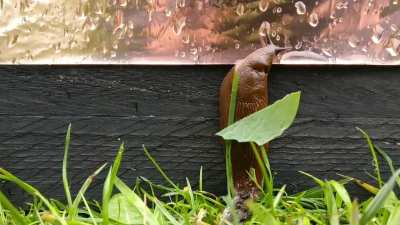 Slugs hate copper