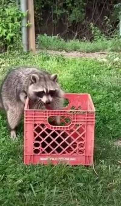 Raccoon grabbies