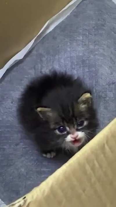 Can you just pick me up and love me forever