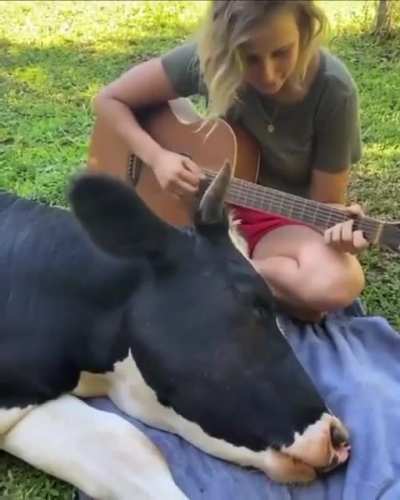 A cow enjoying music.