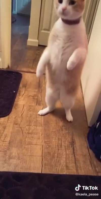 Cat.