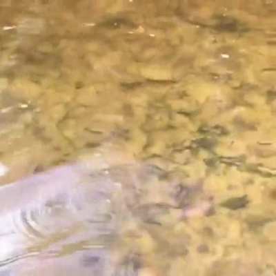 A baby softshell turtle - it swims really fast!